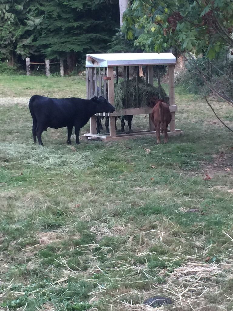 DIY bunk feeder Keeping A Family Cow